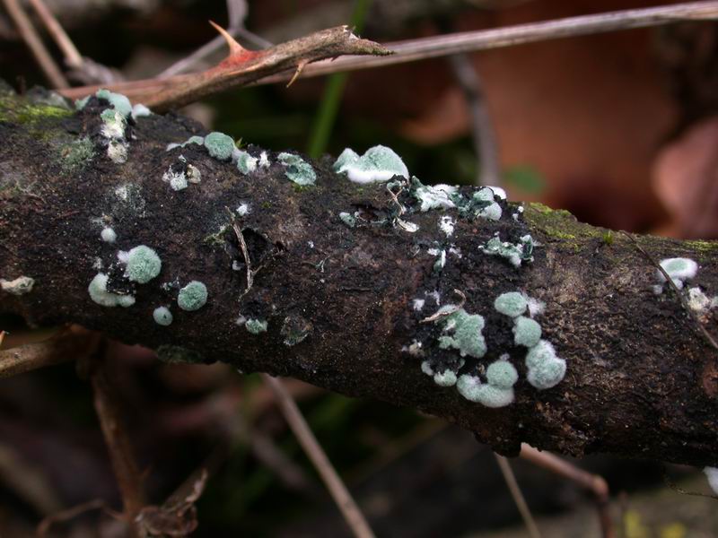 Escursione in cipresseta